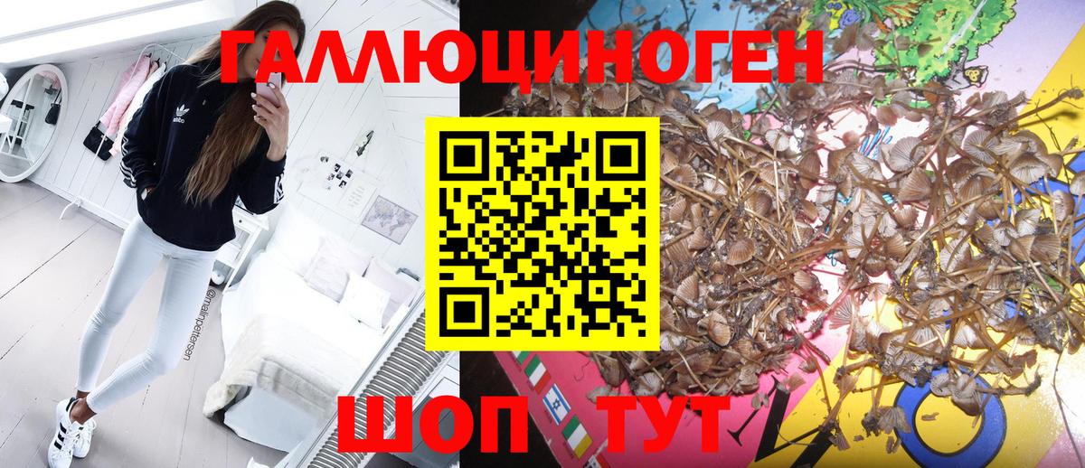 Псилоцибиновые грибы Psilocybe Дзержинск